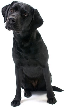 Adult Black Labrador Retriever