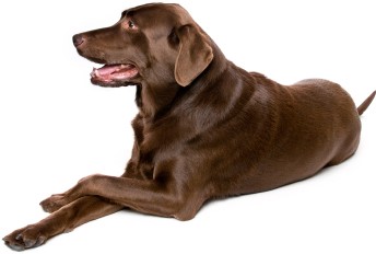 Adult Chocolate Labrador